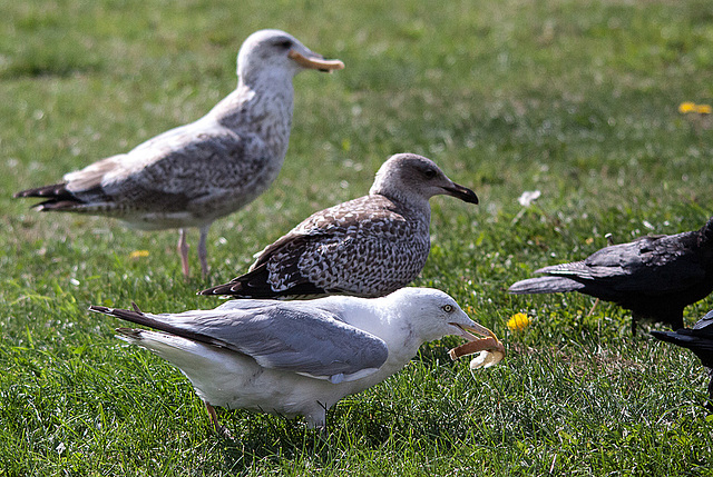 20140908 3452RTw [NL] Möwe, Krähe, Terschelling