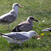 20140908 3452RTw [NL] Möwe, Krähe, Terschelling