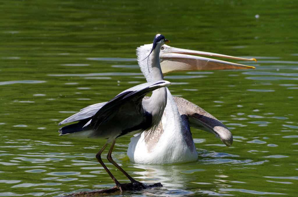 parc des oiseaux Villars les Dombes