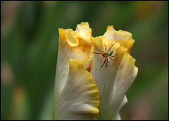 Araniella cucurbitina mâle