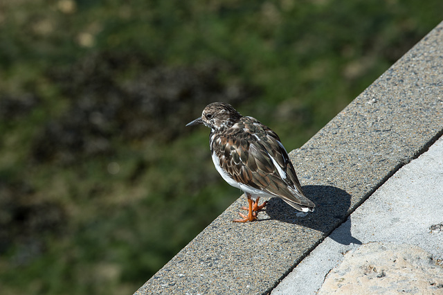 Steinwälzer, Tournepierre - 2016-04-27_D4_DSC6796