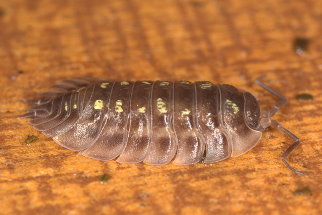 EF7A9650woodlouse