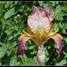 Iris jacquesiana (10)