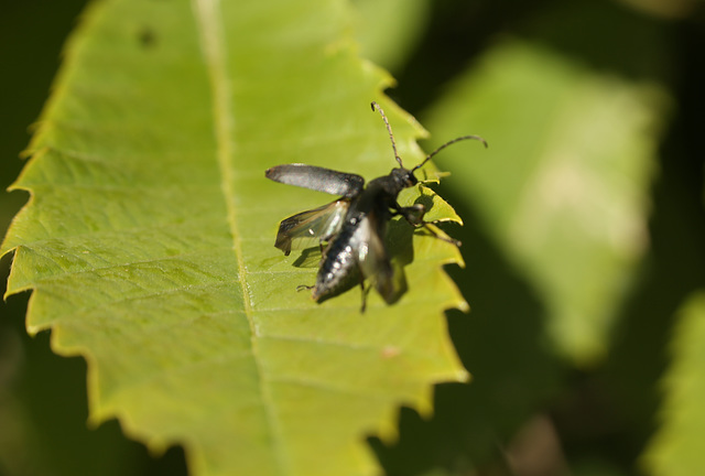 Poss. Stictoleptura scutellata (2)