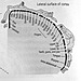 Somatosensory cortex parts