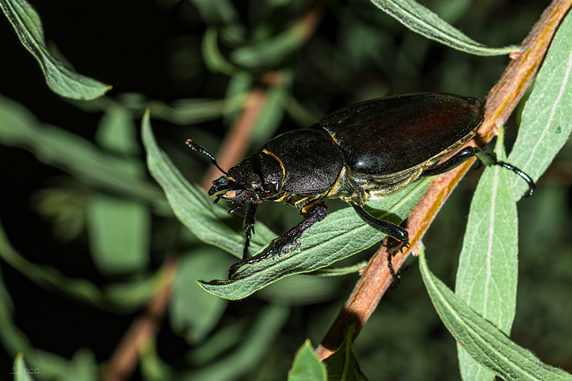 Gregor Samsa outdoor