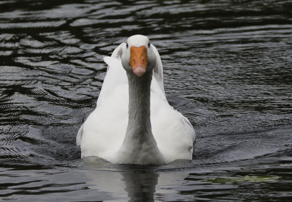 IMG 3058 Goose