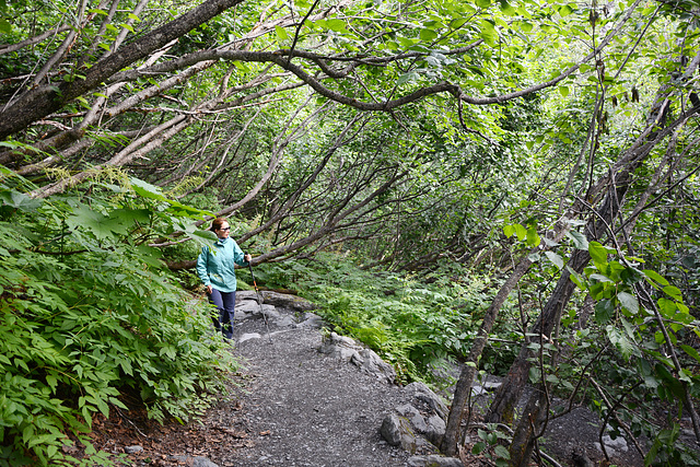 Alaska, On the Trail to the Exit Glacier