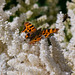 Comma Butterfly in Lyme Gardens on white