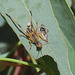 Leaf Katydid (Phaneropterinae)