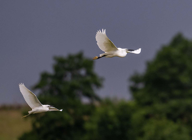 Little egrets