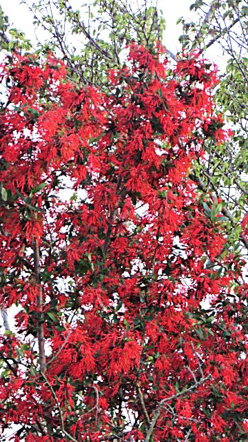 Australian Waratah Tree,