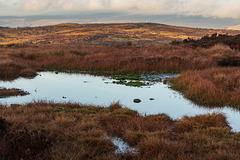 Moorland Pond