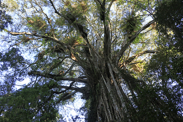 Cathedral Fig