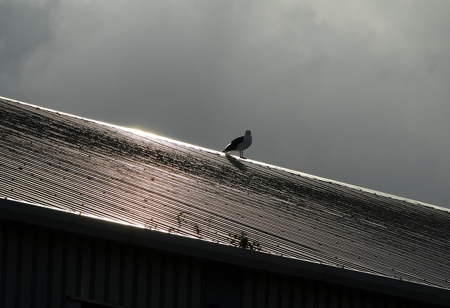 Stormy Light