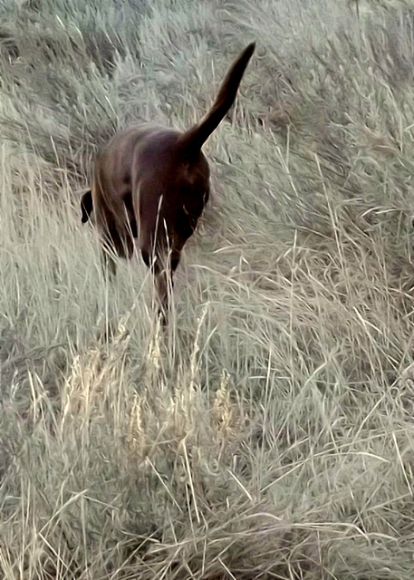 Old chocolate Lab