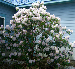 Rhododendrons #2