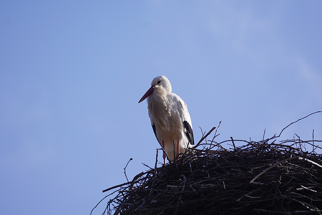 Gelassener Storch in Gieboldehausen