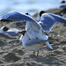 acouplement mouette rieuse