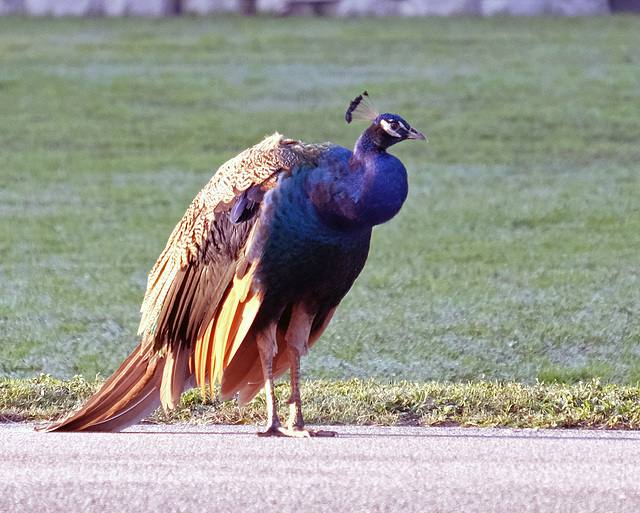 TheHitchhiker