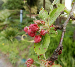 un peu de printemps