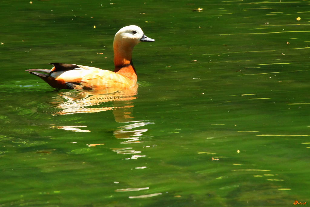 Canard rouge ou ogar