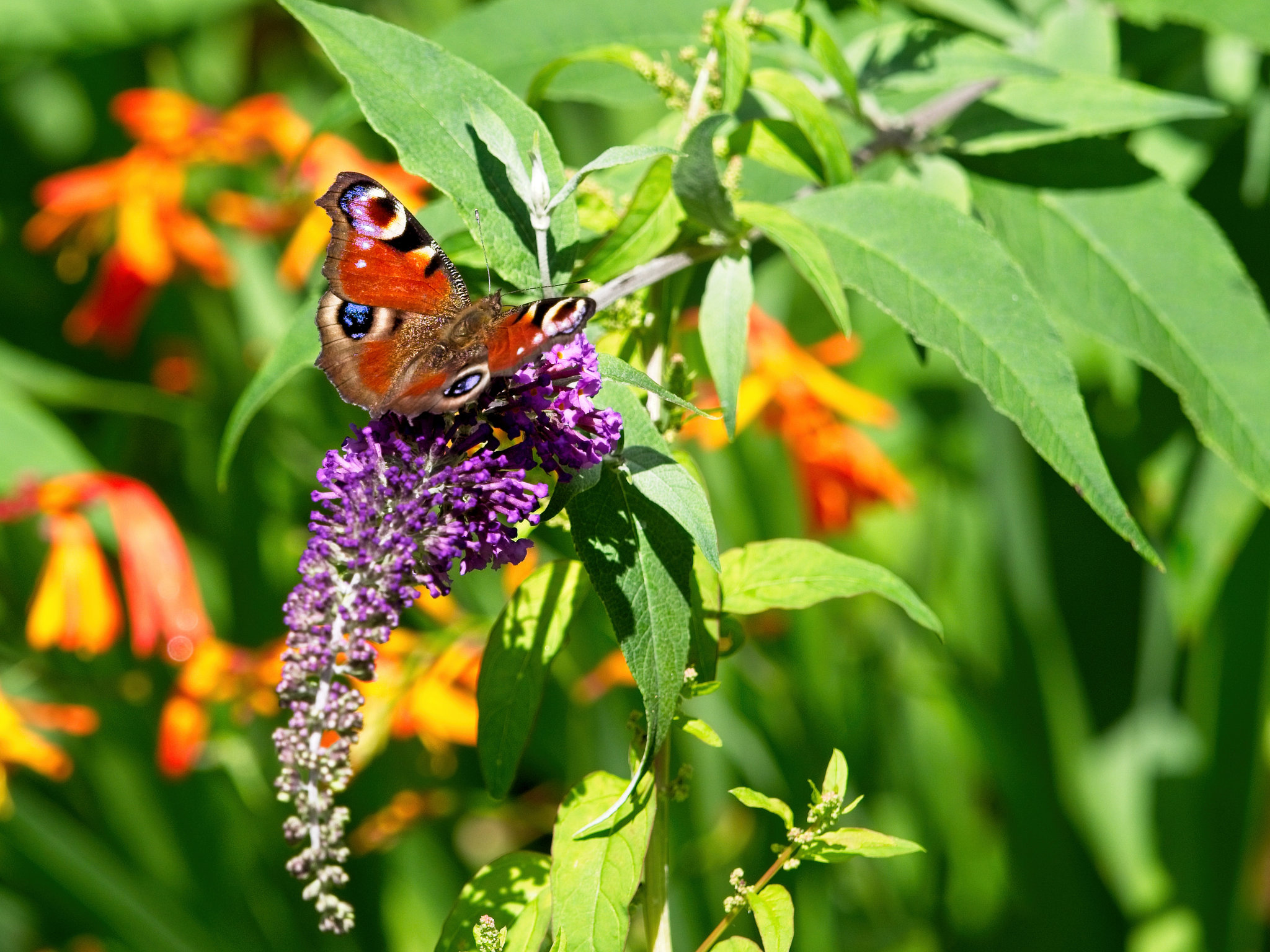 Peacock Butterfly