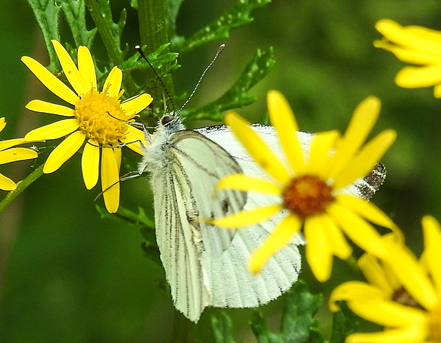 20210725 1975CPw [D~LIP] Kleiner Kohlweißling (Pieris rapae), Jakobs-Greiskraut (Jacobaea vulgaris), Bad Salzuflen