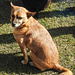 20220312 0286CPw [D~MI] Shiba, Hundewiese, Hille