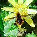 20220413 0485CPw [D~LIP] Wollschweber (Bombylius major), [Hummelschweber] [Trauerschweber] [Trauerfliege], Bad Salzuflen