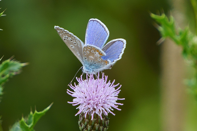 Hauhechel-Bläuling (leicht angeknabbert) auf Distelblüte