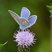 Hauhechel-Bläuling (leicht angeknabbert) auf Distelblüte