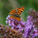 Comma Butterfly on Buddleia