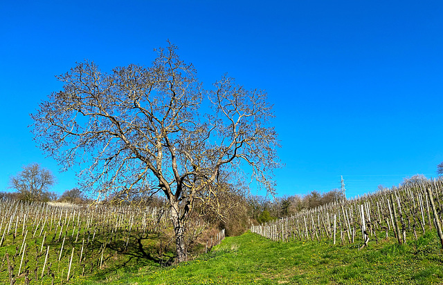 Weinberge im April