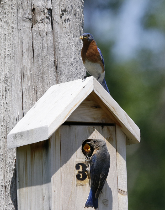 merlebleu de l'est / eastern bluebird