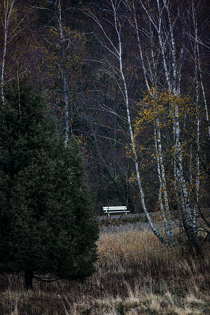 20231118_benneckenstein spaziergang