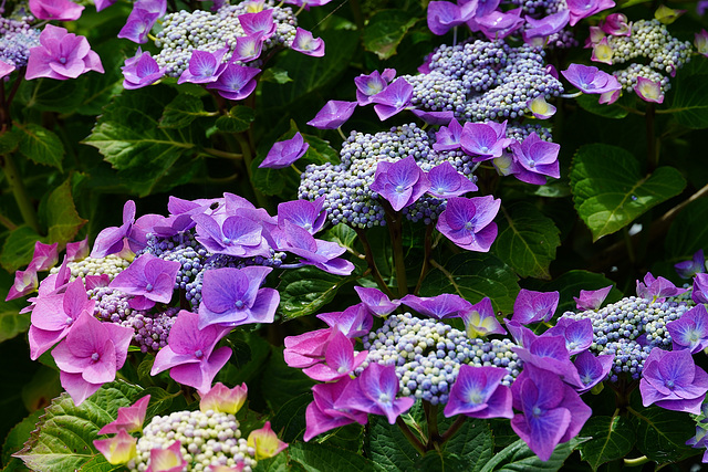 Hortensie