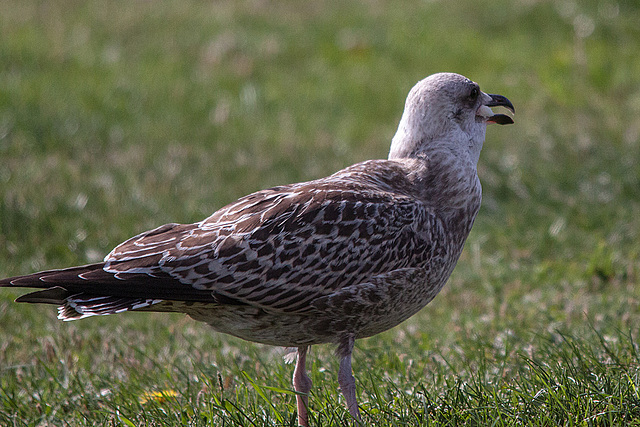 20140908 3451RTw [NL] Möwe, Terschelling