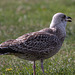 20140908 3451RTw [NL] Möwe, Terschelling