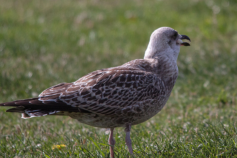 20140908 3451RTw [NL] Silbermöwe (Larus argentatus), Terschelling