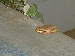 One inch frog