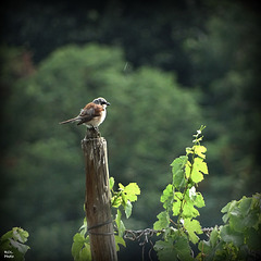 Pie-grièche écorcheur (Lanius collurio) - Red-backed Shrike