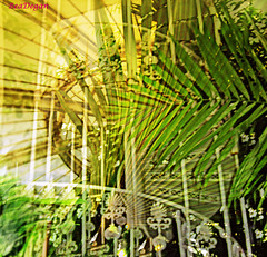 HFF to you ALL!!: Palms'House at Kew Gardens -London-2009