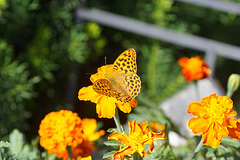 Kaisermantel (Argynnis paphia) im Garten