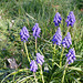Les clochettes bleues du muscaris.