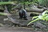 Pygmy Hippo