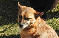 20220312 0287CPw [D~MI] Shiba, Hundewiese, Hille