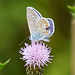 Hauhechel-Bläuling (leicht angeknabbert) auf Distelblüte II