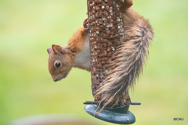 Lunching in the rain