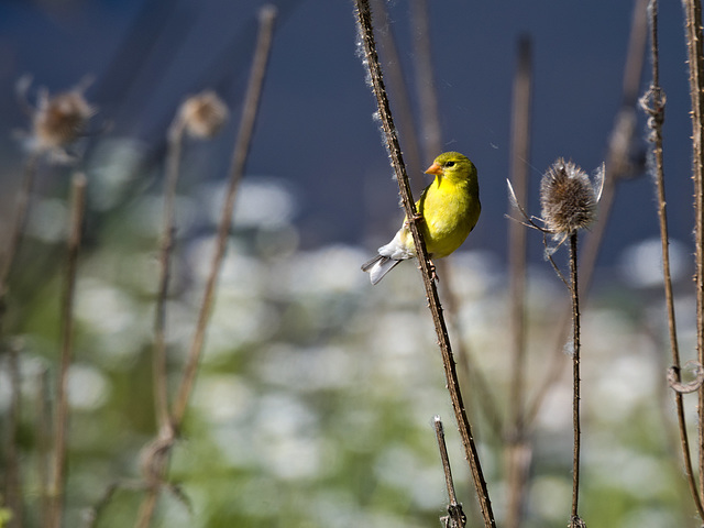 Goldfinch